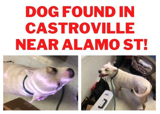 Lost Dog White Female Pit Bull 