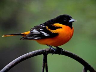 Oriole